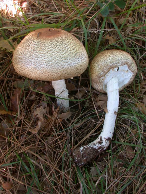 Agaricus augustus